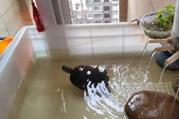 养龟用什么容器好,盆或者鱼缸都可以