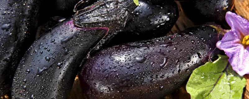 如何判断茄子达到采摘条件