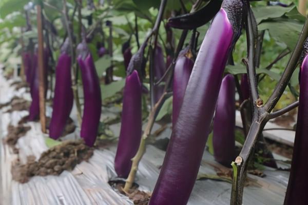 如何判断茄子达到采摘条件,果蒂上面的白线消失后即可采摘