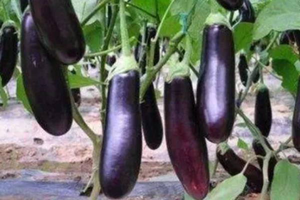 如何判断茄子达到采摘条件,果蒂上面的白线消失后即可采摘