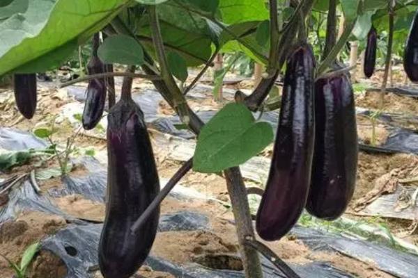 如何判断茄子达到采摘条件,果蒂上面的白线消失后即可采摘