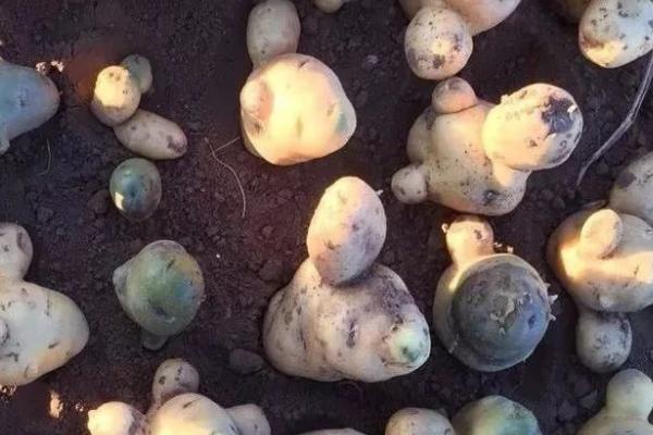 土豆畸形的原因,土豆膨大期突遇到高温干旱会导致