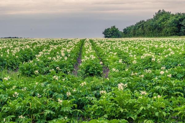土豆畸形的原因,土豆膨大期突遇到高温干旱会导致