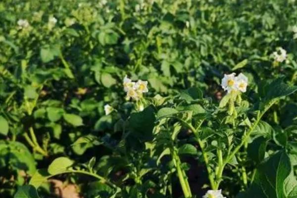 土豆畸形的原因,土豆膨大期突遇到高温干旱会导致