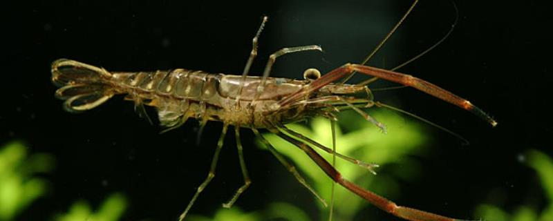 日本藻虾好不好养