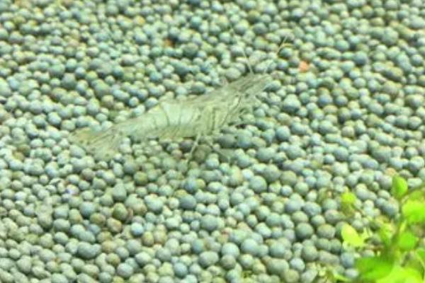 日本藻虾好不好养,饲养难度不大、可在普通淡水中生存