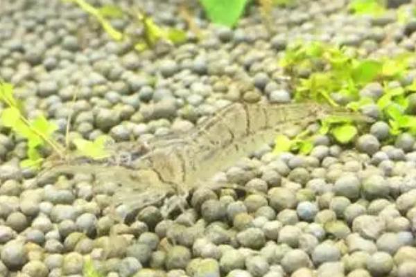 日本藻虾好不好养,饲养难度不大、可在普通淡水中生存