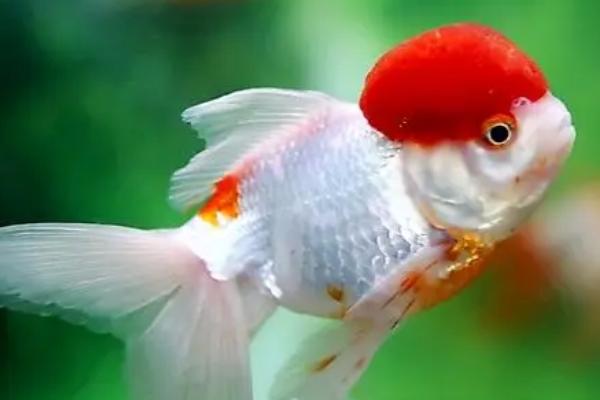 水泥池适合养哪些鱼种,包括金鱼、锦鲤、鲫鱼等品种