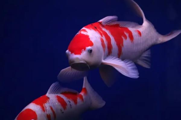 水泥池适合养哪些鱼种,包括金鱼、锦鲤、鲫鱼等品种