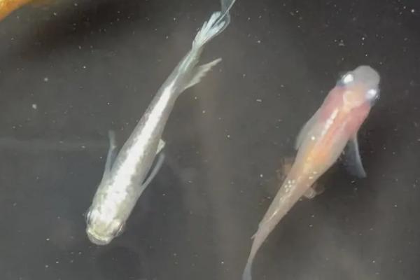 水泥池适合养哪些鱼种,包括金鱼、锦鲤、鲫鱼等品种