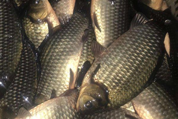 水泥池适合养哪些鱼种,包括金鱼、锦鲤、鲫鱼等品种