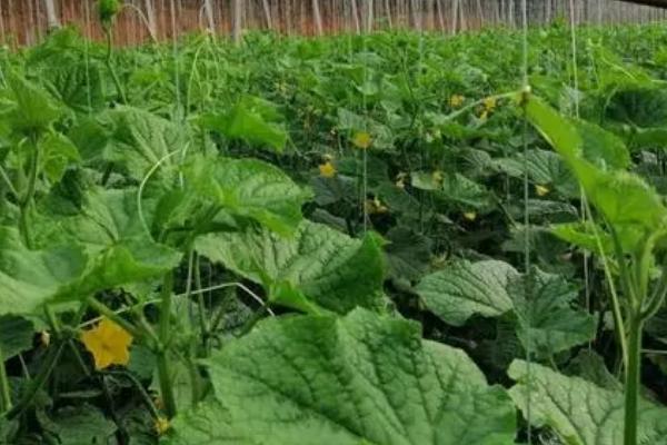 温室黄瓜出现肥害的原因,施用未腐熟的肥料和施肥浓度过大导致