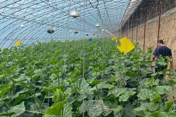 温室黄瓜出现肥害的原因,施用未腐熟的肥料和施肥浓度过大导致