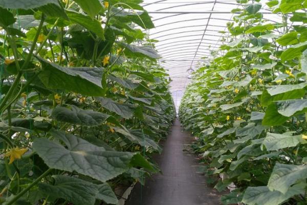 温室黄瓜出现肥害的原因,施用未腐熟的肥料和施肥浓度过大导致