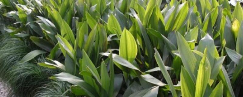 一叶兰过冬方法