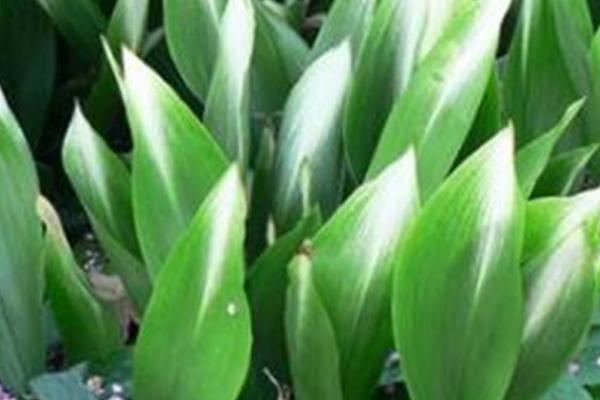 一叶兰过冬方法,可用薄膜包裹、中午再揭膜透气