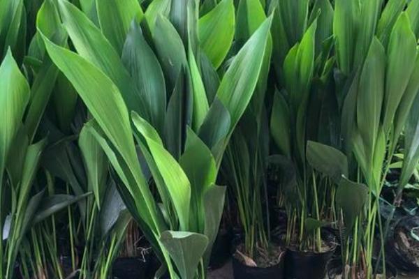 一叶兰过冬方法,可用薄膜包裹、中午再揭膜透气