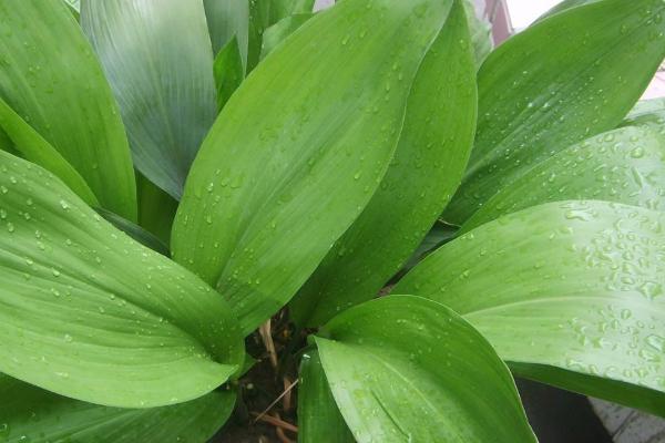 一叶兰过冬方法,可用薄膜包裹、中午再揭膜透气