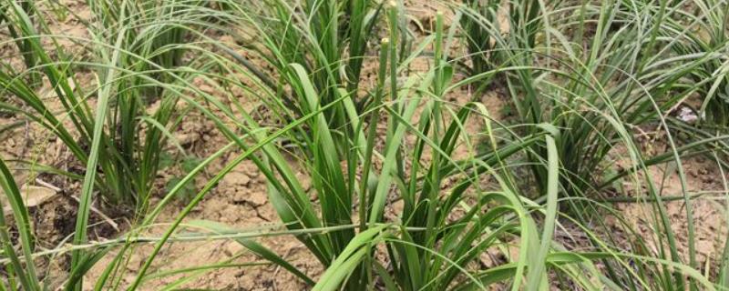 知母冬天会冻死吗