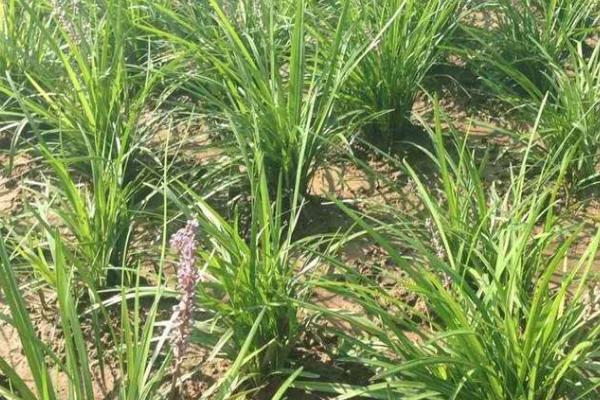 知母冬天会冻死吗,耐寒性强可安全越冬