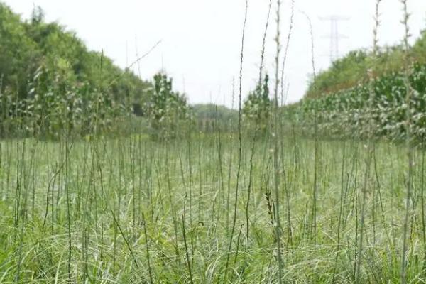 知母冬天会冻死吗,耐寒性强可安全越冬