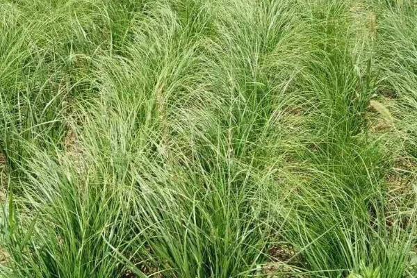 知母冬天会冻死吗,耐寒性强可安全越冬