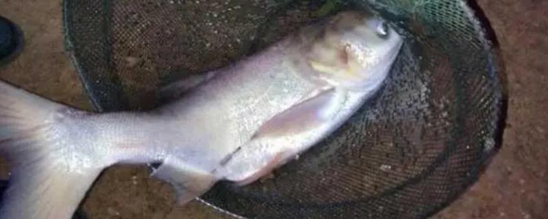 10度左右能不能钓鲢鳙