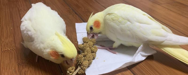 鹦鹉多大断奶