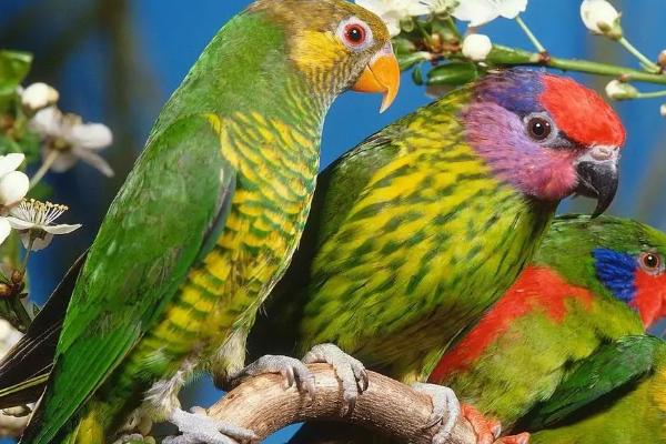 鹦鹉多大断奶,长齐毛后就可以断奶了