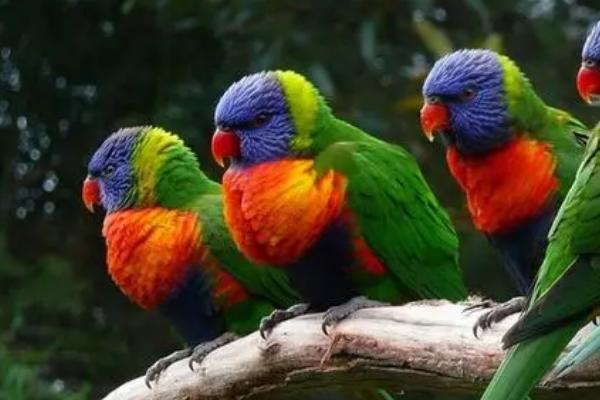 鹦鹉多大断奶,长齐毛后就可以断奶了