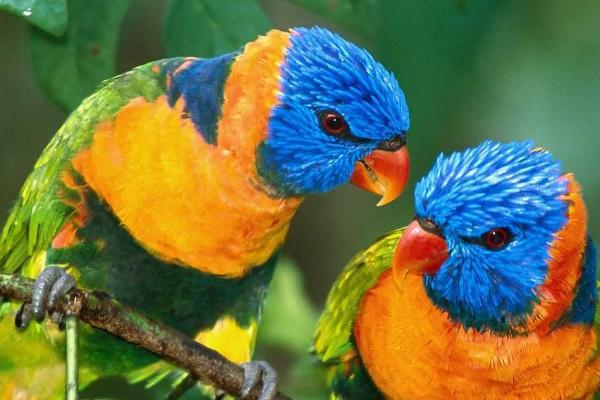 鹦鹉多大断奶,长齐毛后就可以断奶了