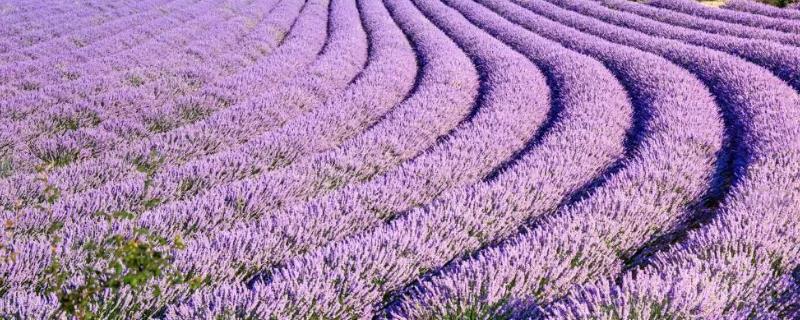 薰衣草什么时候开花