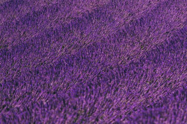 薰衣草什么时候开花,一般在6-8月开花
