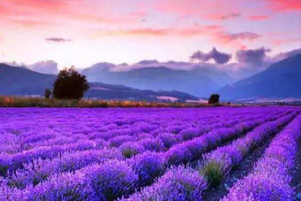薰衣草什么时候开花,一般在6-8月开花