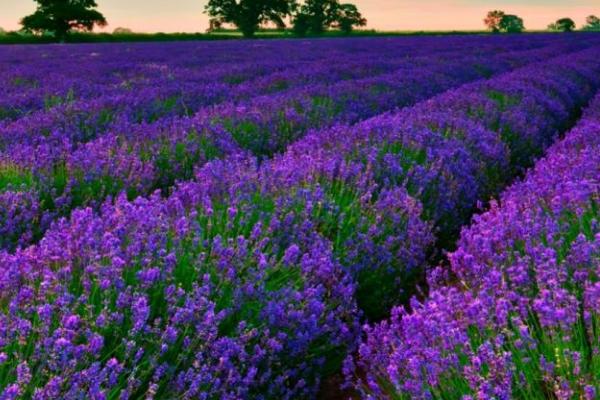 薰衣草什么时候开花,一般在6-8月开花
