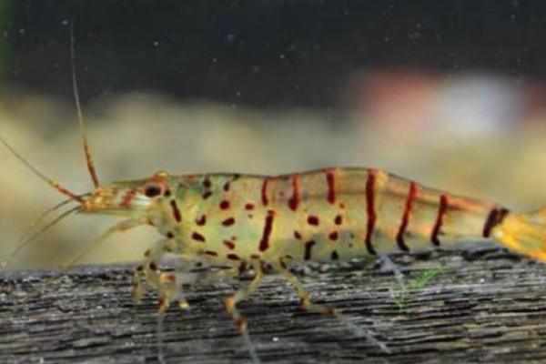 虎纹虾吃什么,吃昆布、菠菜叶等植物性饲料