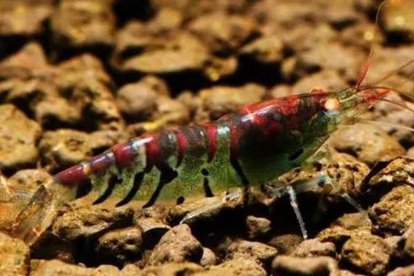 虎纹虾吃什么,吃昆布、菠菜叶等植物性饲料