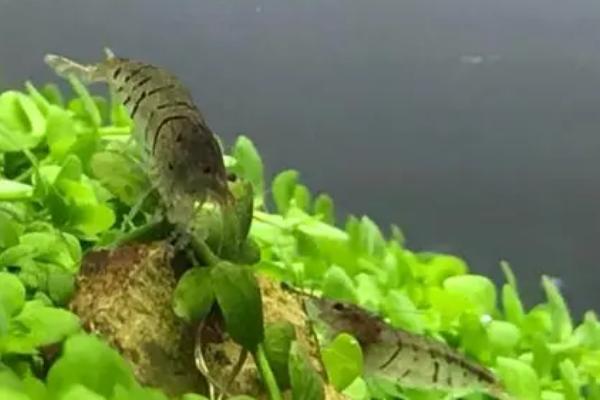 虎纹虾吃什么,吃昆布、菠菜叶等植物性饲料