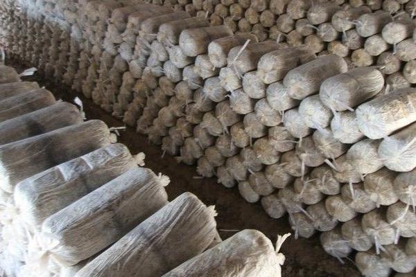 草菇袋式种植方法,对培养料杀菌后再接入菌种