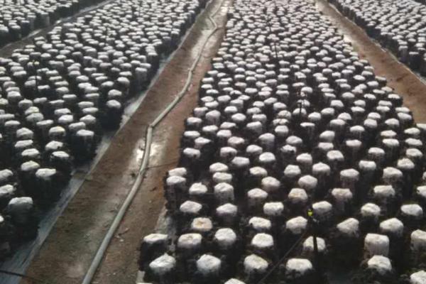 草菇袋式种植方法,对培养料杀菌后再接入菌种