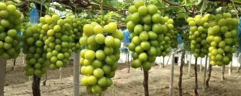 什么葡萄适合膨大处理