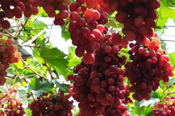 什么葡萄适合膨大处理,所有葡萄品种都适合膨大