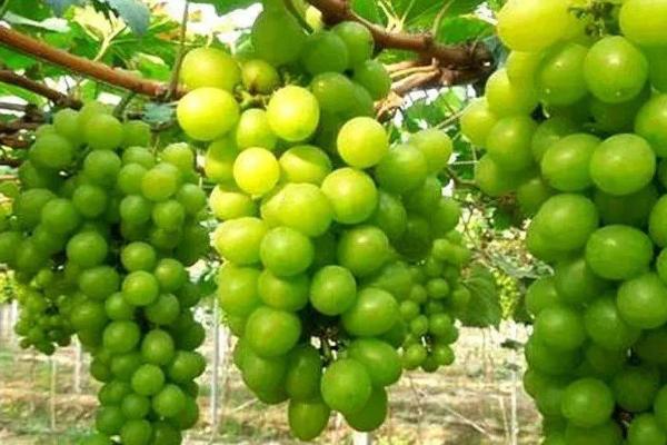 什么葡萄适合膨大处理,所有葡萄品种都适合膨大