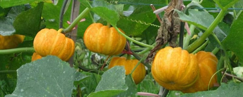 南瓜的坐瓜率怎么提高