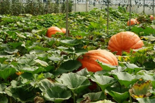 南瓜的坐瓜率怎么提高,支蔓长到2米时要引蔓上架