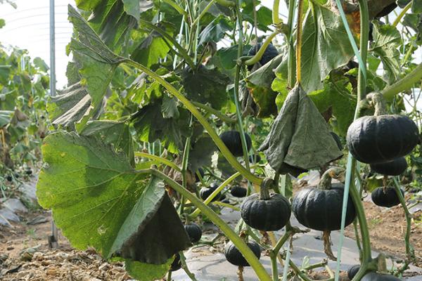 南瓜的坐瓜率怎么提高,支蔓长到2米时要引蔓上架