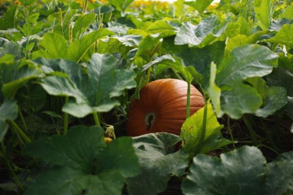 南瓜的坐瓜率怎么提高,支蔓长到2米时要引蔓上架