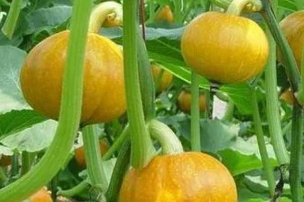 南瓜的坐瓜率怎么提高,支蔓长到2米时要引蔓上架