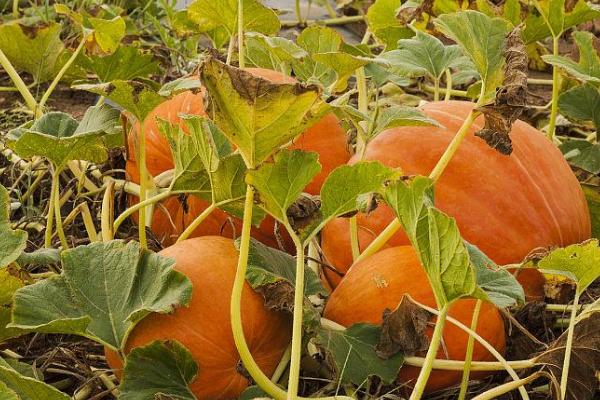 南瓜的坐瓜率怎么提高,支蔓长到2米时要引蔓上架