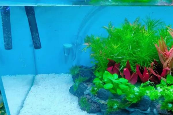 鱼缸能否摆放在阳台上,摆放后容易爆发藻类、影响鱼儿生存